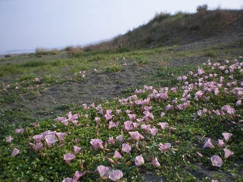 海辺の花.JPG